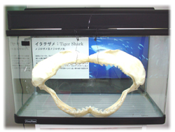 イタチザメ
