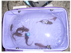 魚たち