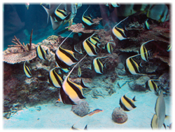 美ら海水族館1