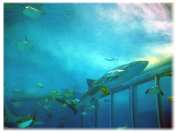 美ら海水族館3