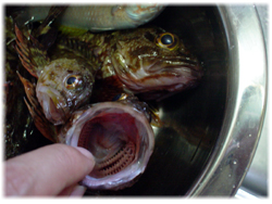 この口でエビや小魚を丸飲みします。