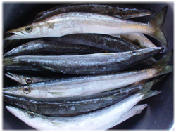カマス